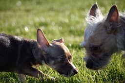 Sofie A Dachshund-Chihuahu-Cairn Terrier image 3