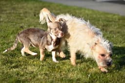Sofie A Dachshund-Chihuahu-Cairn Terrier image 4