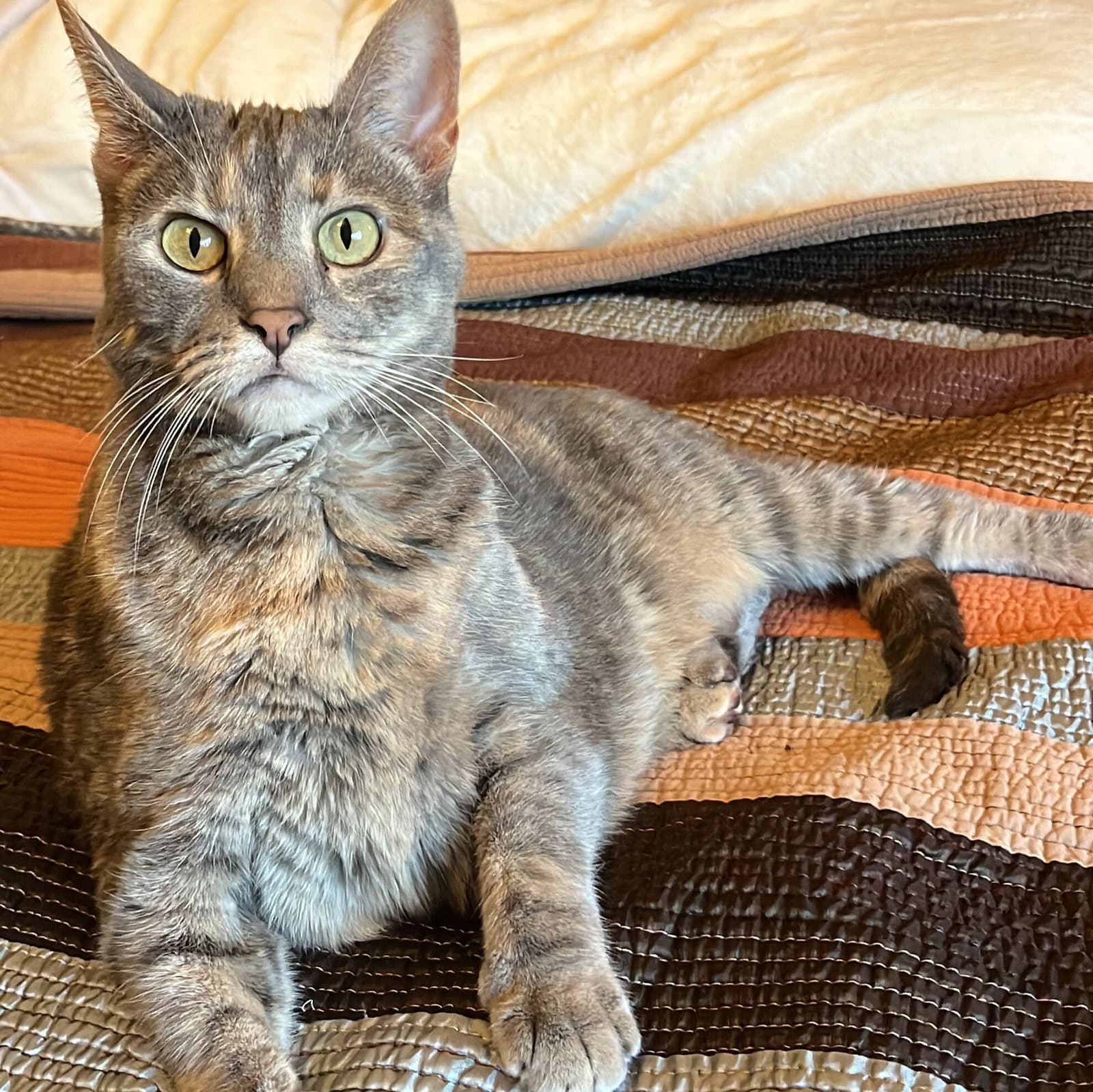 Kami - Domestic Short Hair