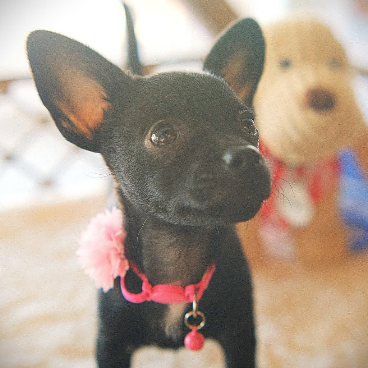 Emmie - Rat Terrier