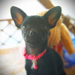 Emmie image 2