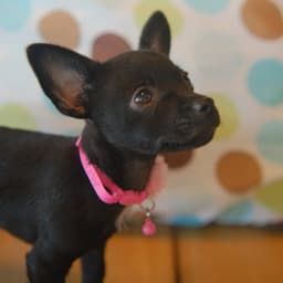 Emmie image 3