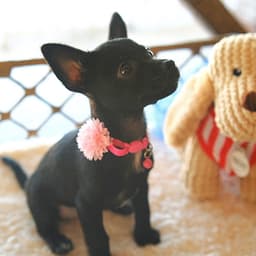 Emmie image 4