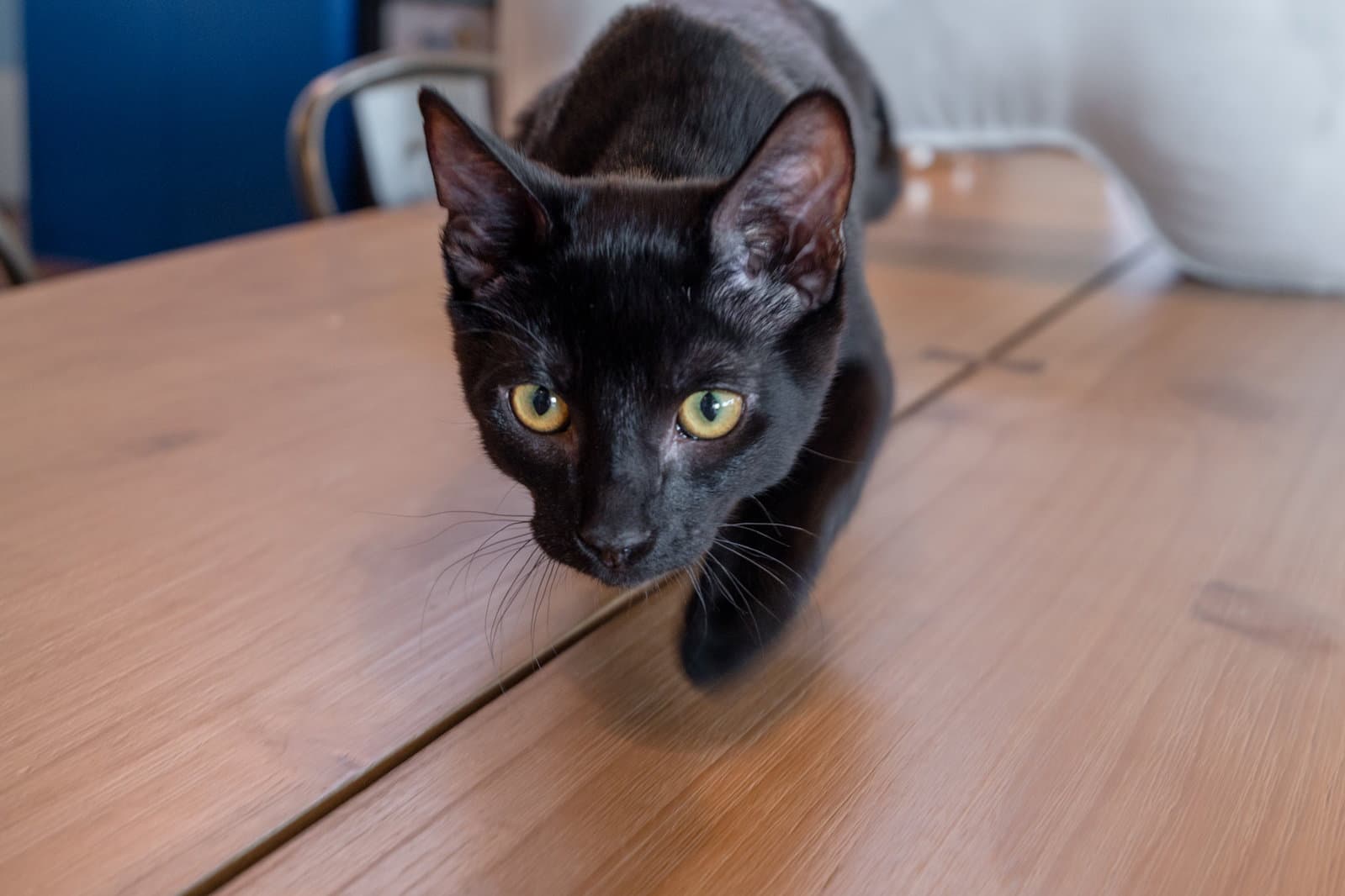 Lua - Domestic Short Hair