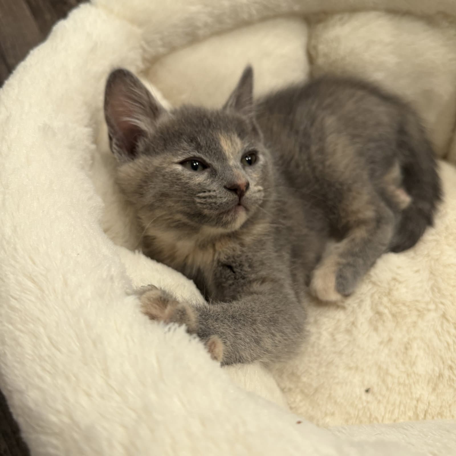 Liv - Domestic Short Hair