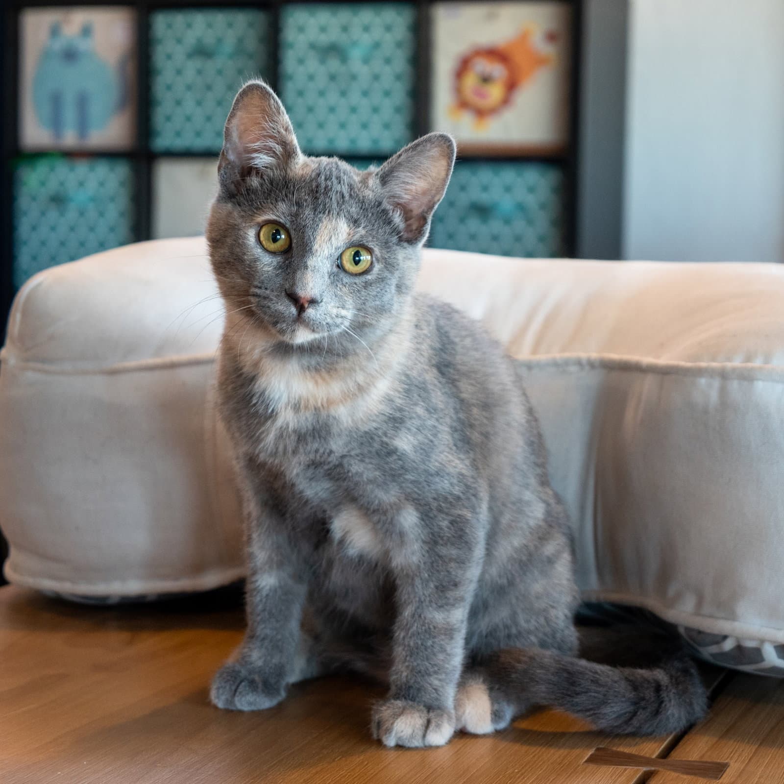 Liv - Dilute Tortoiseshell