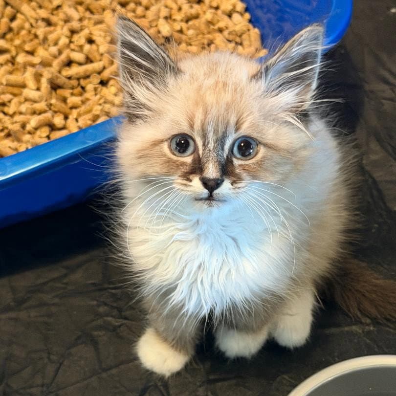 Cloud - Domestic Medium Hair