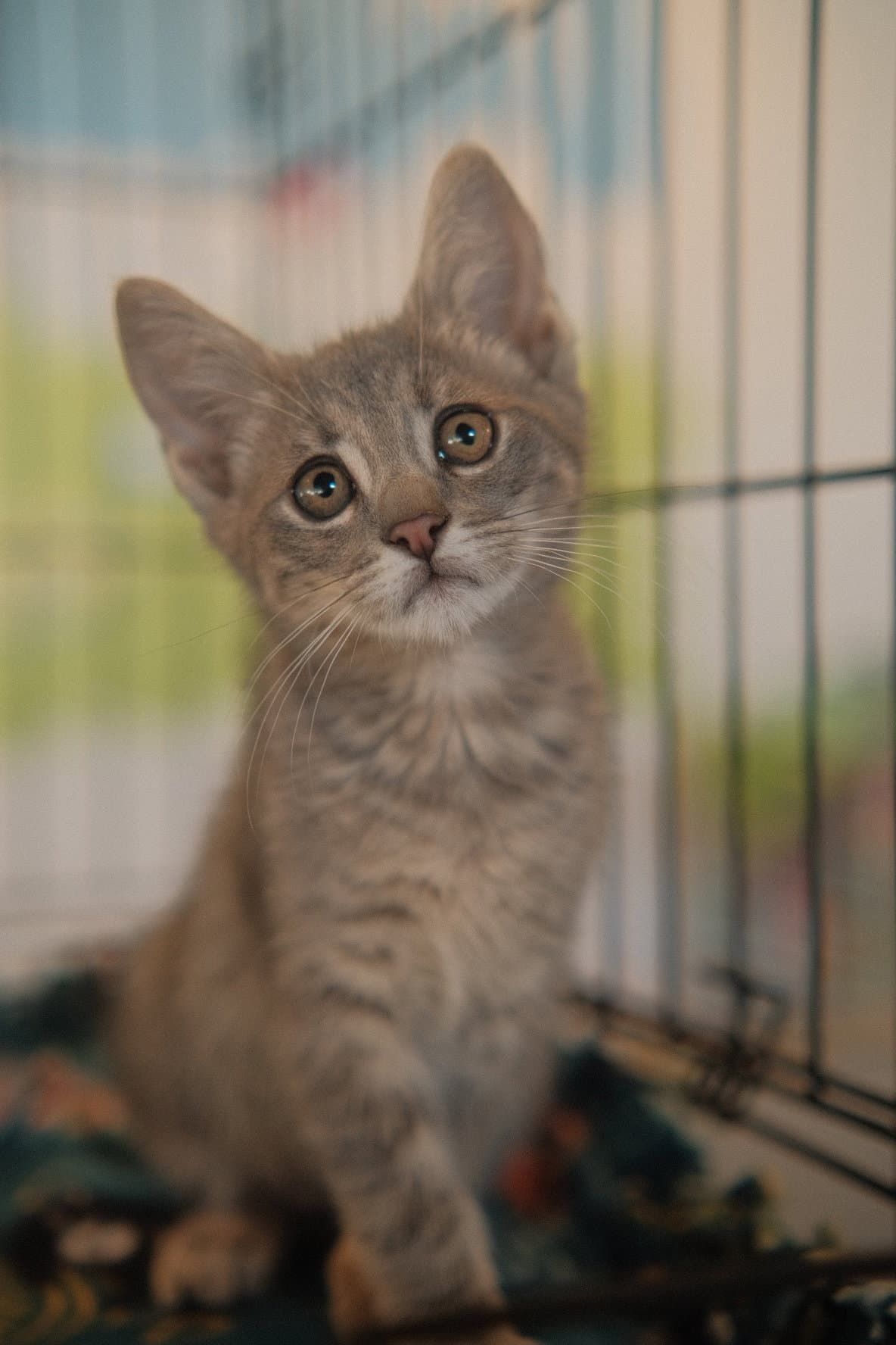 Moon - Domestic Short Hair