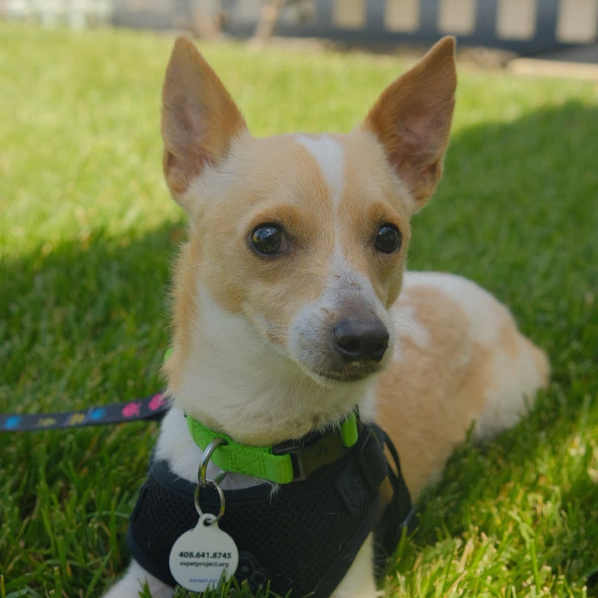 Carlos - Chihuahua