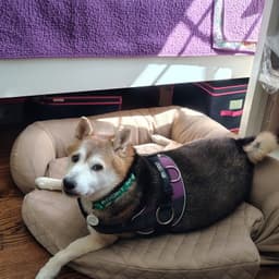 Kuma image 4