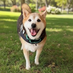 Kuma image 1