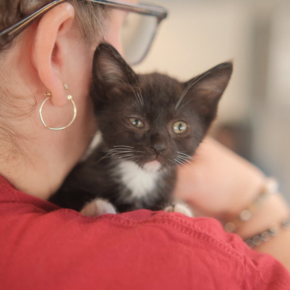 Raya - Domestic Short Hair