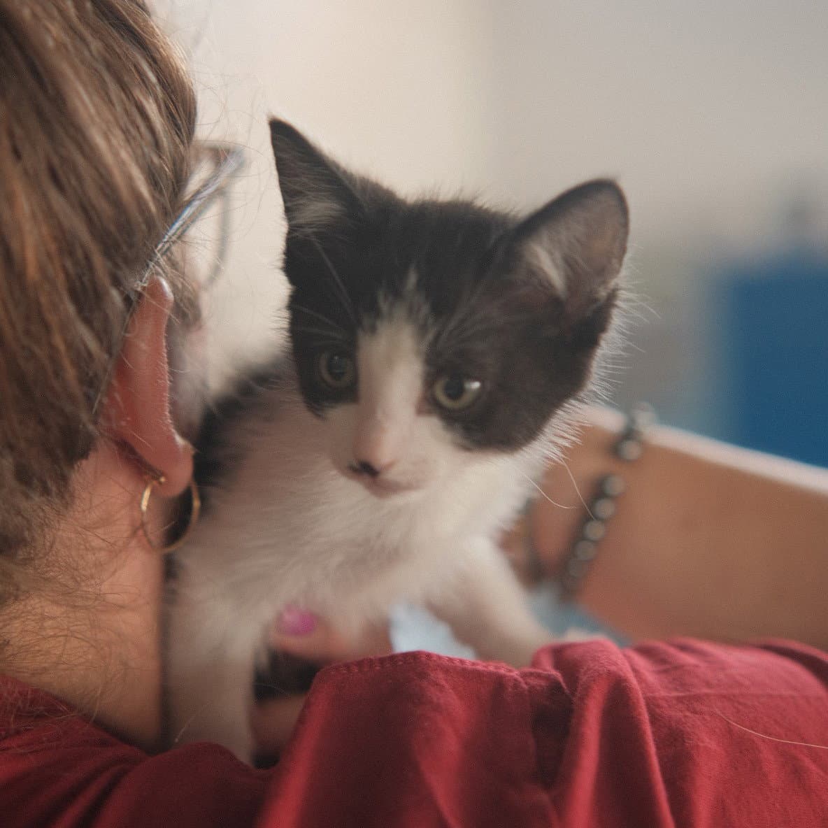 Baymax - Domestic Short Hair
