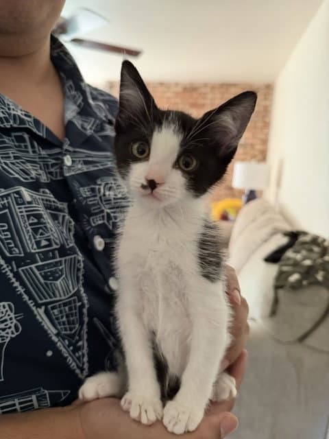 Baymax - Domestic Short Hair