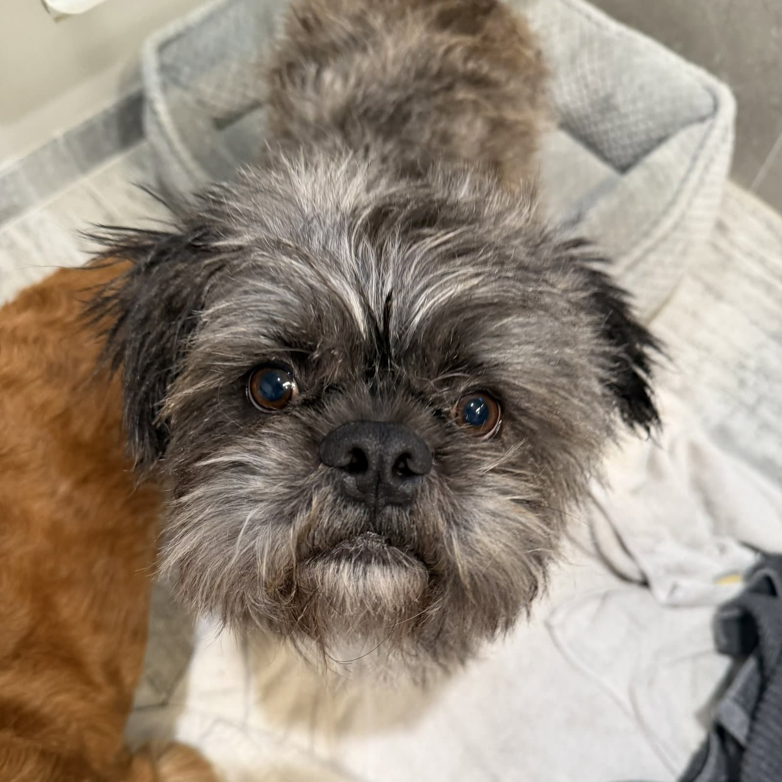 Hiccup - Shih Tzu