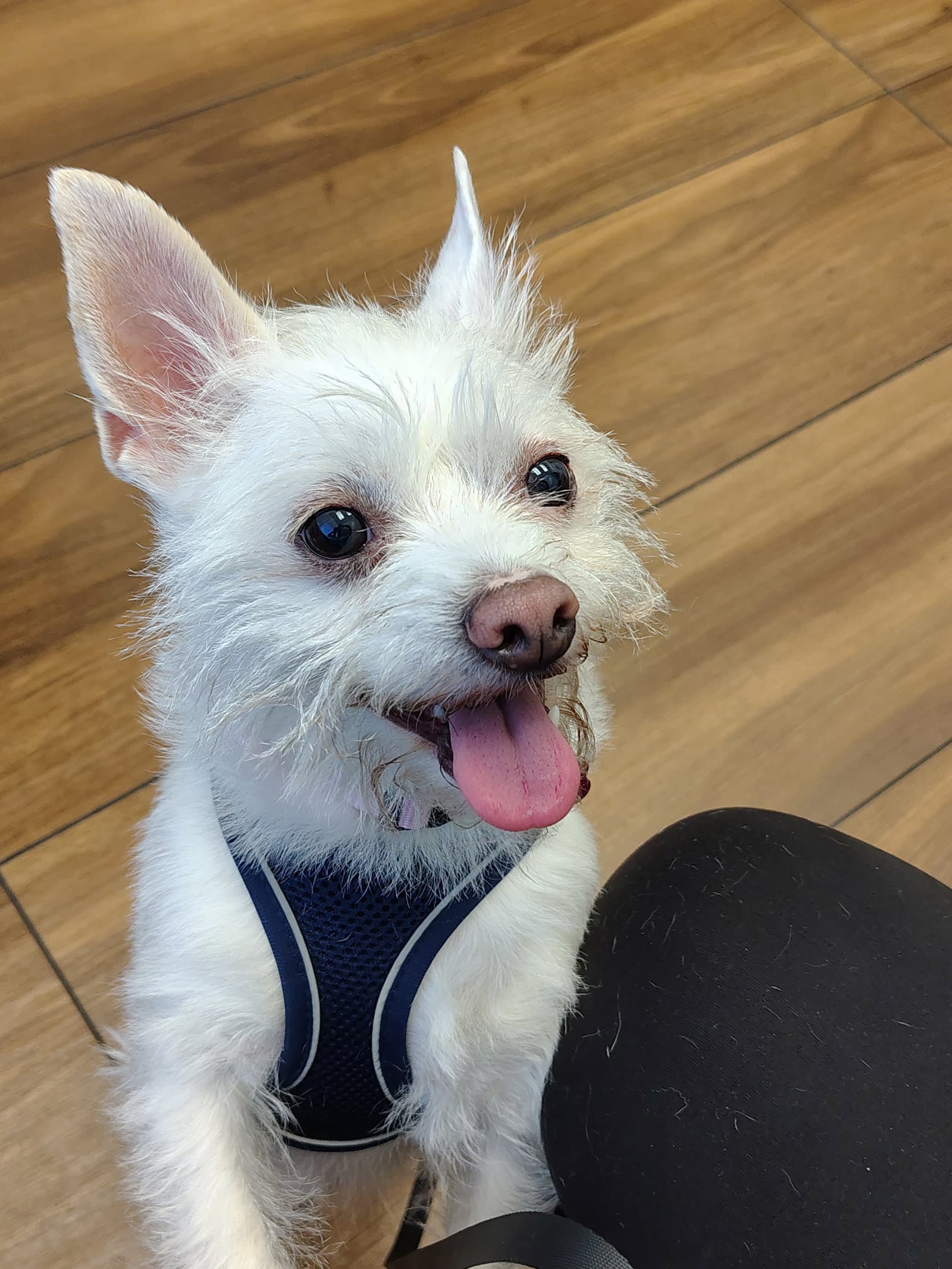 Xena - Terrier