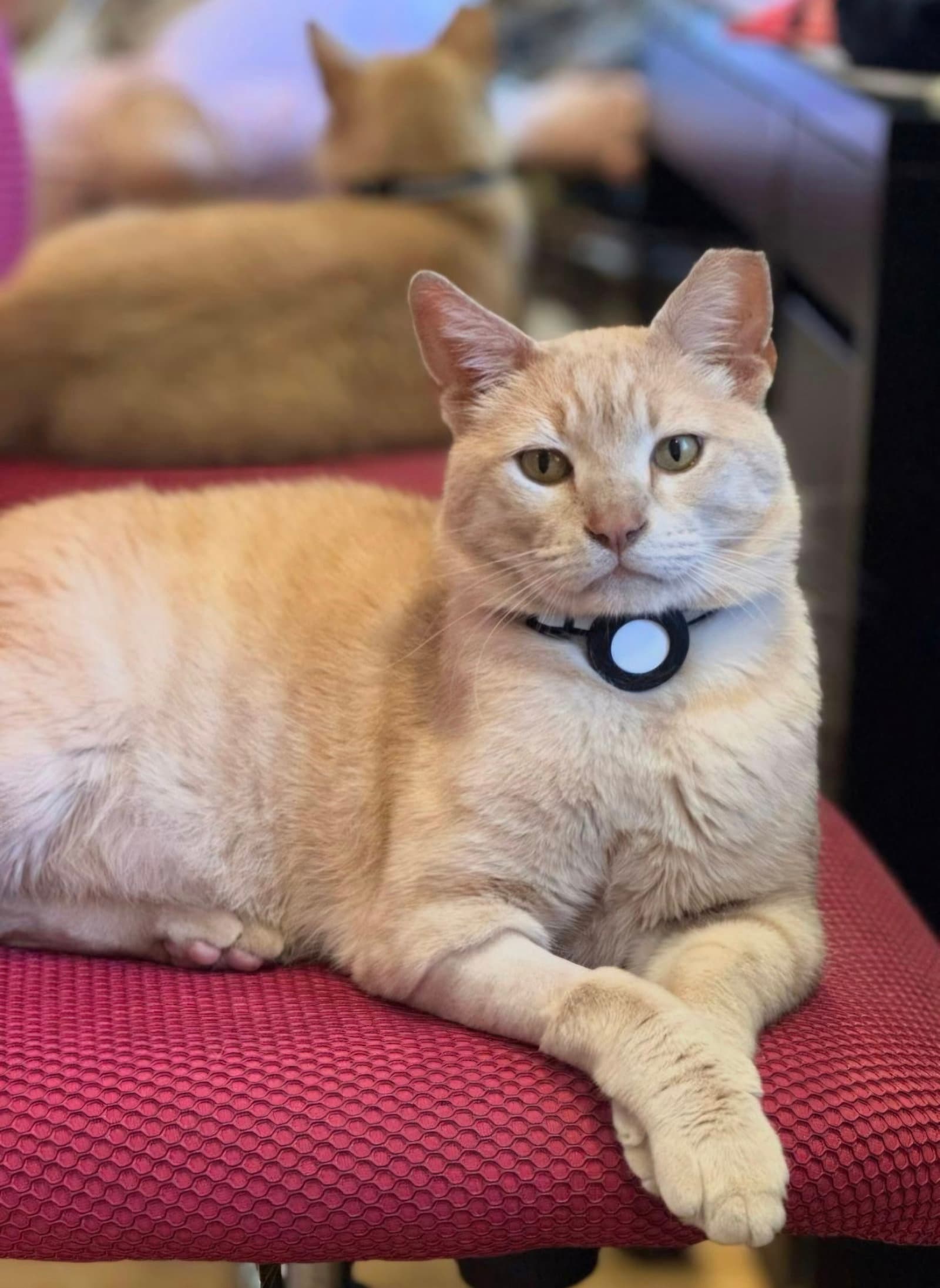 Beigey - Domestic Short Hair