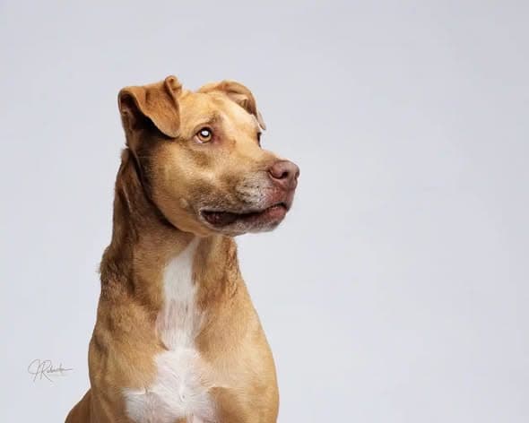 Baby Girl - American Staffordshire Terrier
