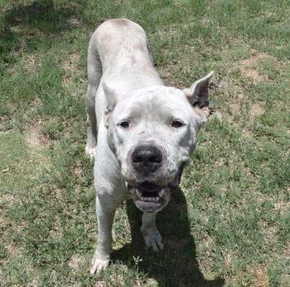 Sassy - Dogo Argentino