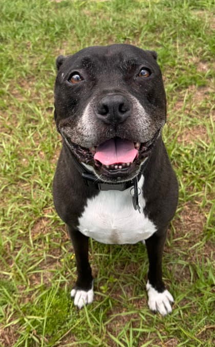 Murdock - American Staffordshire Terrier