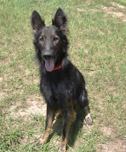 Blue - German Shepherd Dog