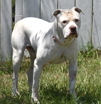 Hot Toddy - American Bulldog