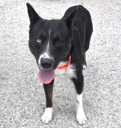 Ronnie - Border Collie
