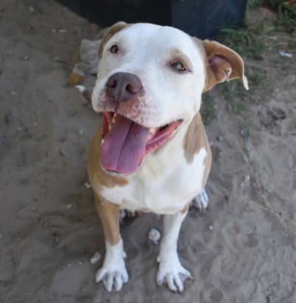 Dottie - American Pit Bull Terrier
