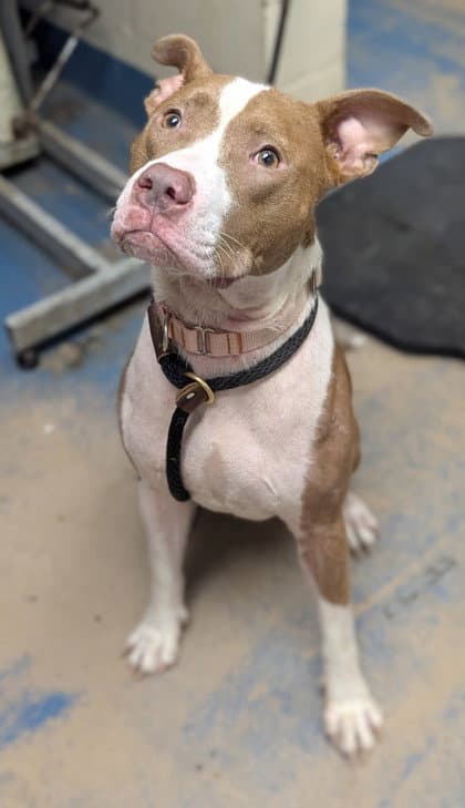 Nova - American Pit Bull Terrier