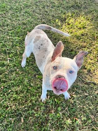 Goober - American Pit Bull Terrier
