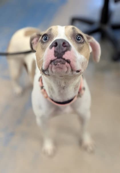 Piper