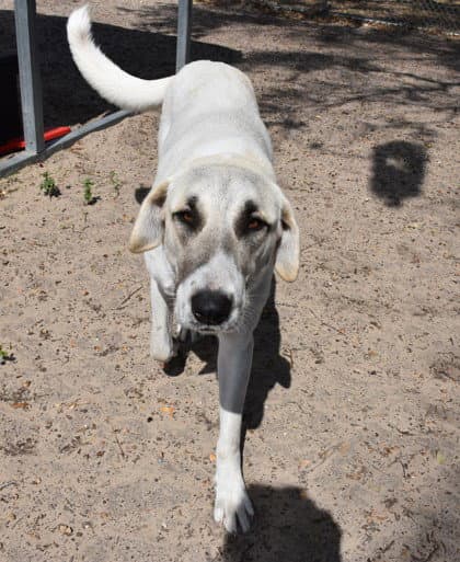 Priscilla - Anatolian Shepherd