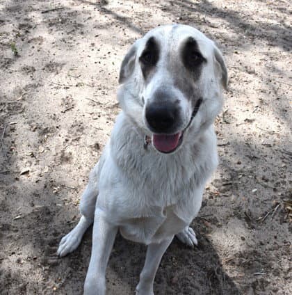 Precious - Anatolian Shepherd