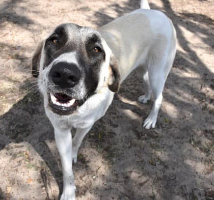 Princess - Anatolian Shepherd