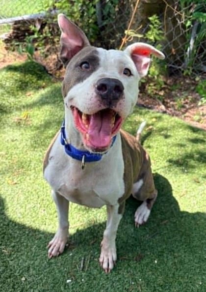 Honcho - American Staffordshire Terrier