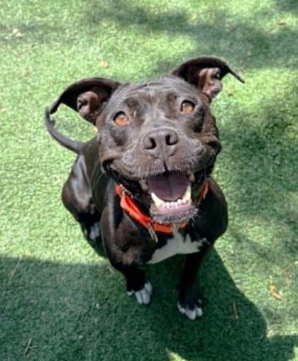 Balinda - American Staffordshire Terrier