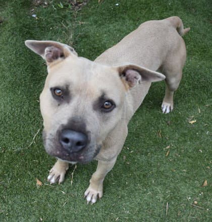 Lil John - Pit Bull Terrier