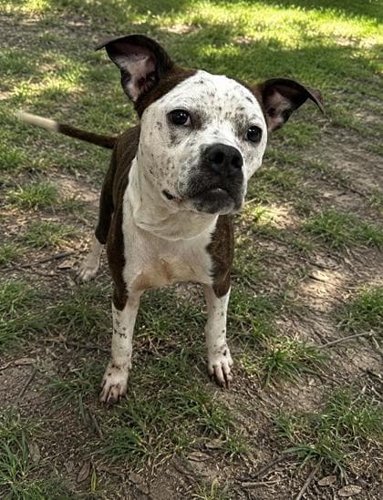 Harmony - Boxer