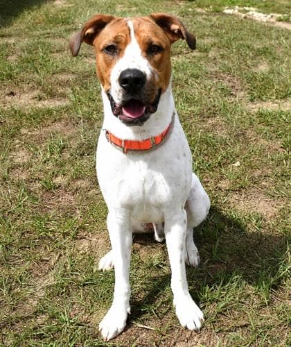 Reeses - Pointer