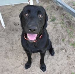 Tucker image 1