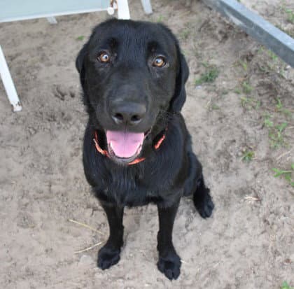 Tucker - Labrador Retriever