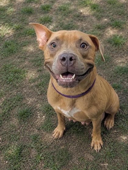 Owala - Pit Bull Terrier