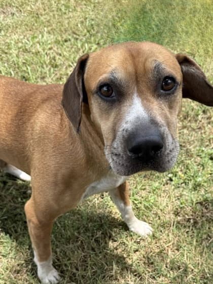 Eunice - Black Mouth Cur