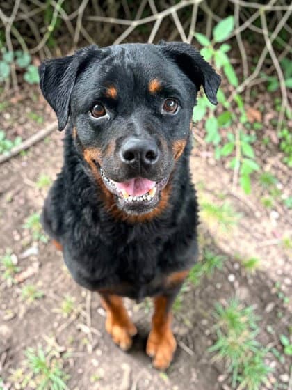 Hercules - Rottweiler