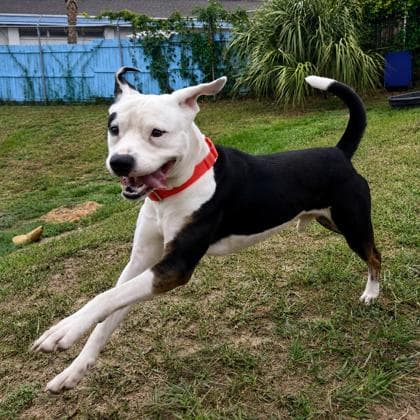 Rocky - American Staffordshire Terrier