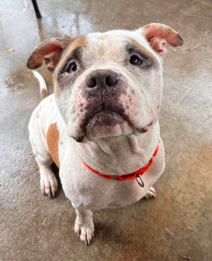 Thor - Pit Bull Terrier