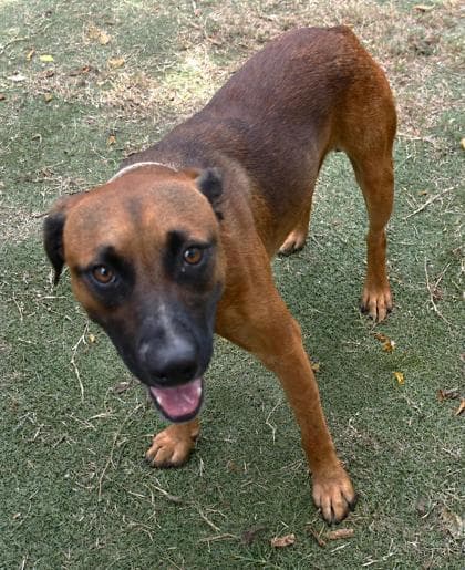 Jack Slade - Black Mouth Cur