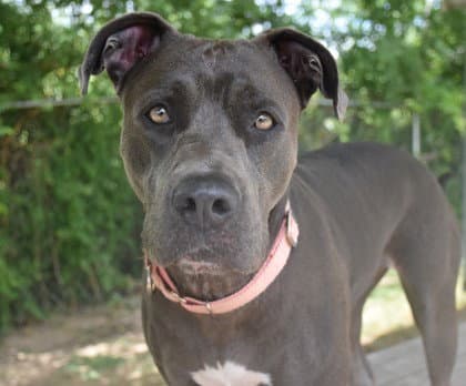 Beautiful - Staffordshire Bull Terrier