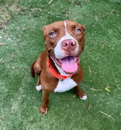 Annie - Pit Bull Terrier