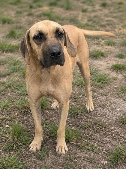 Clue - Black Mouth Cur